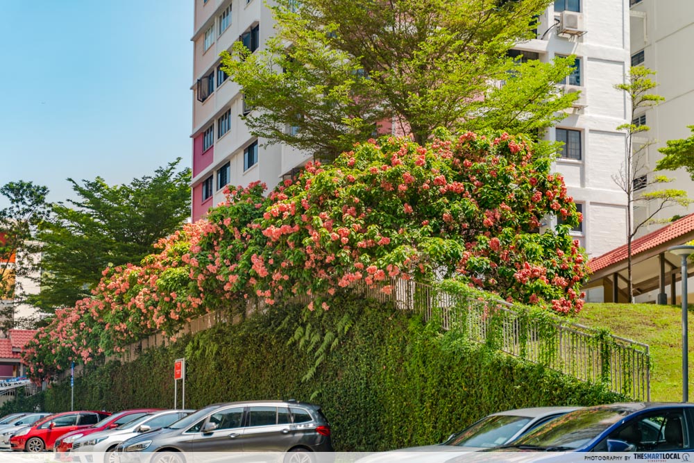 Bukit Purmei neighbourhood guide - blossoms