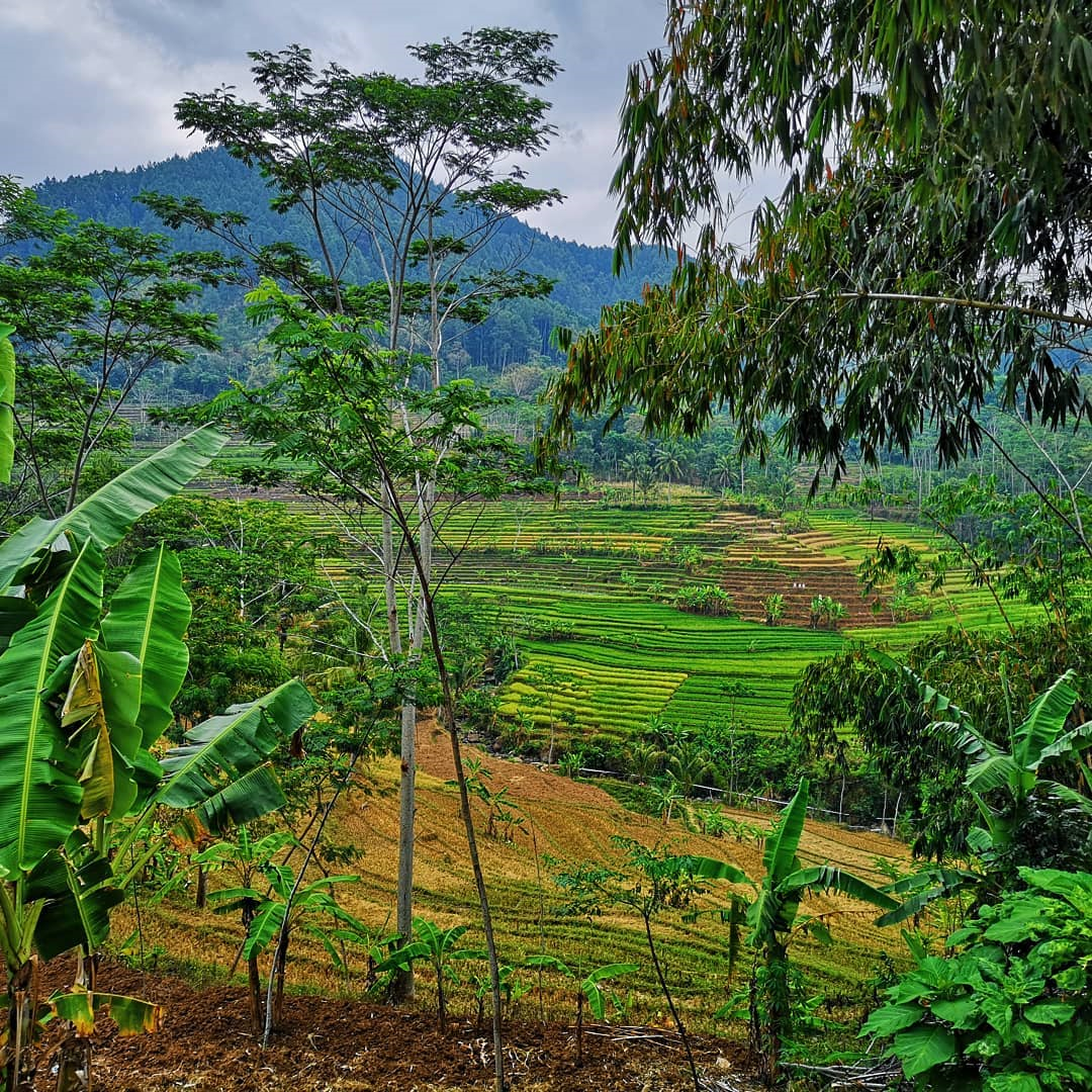 Easy hiking trails in Indonesia - Rice terraces 