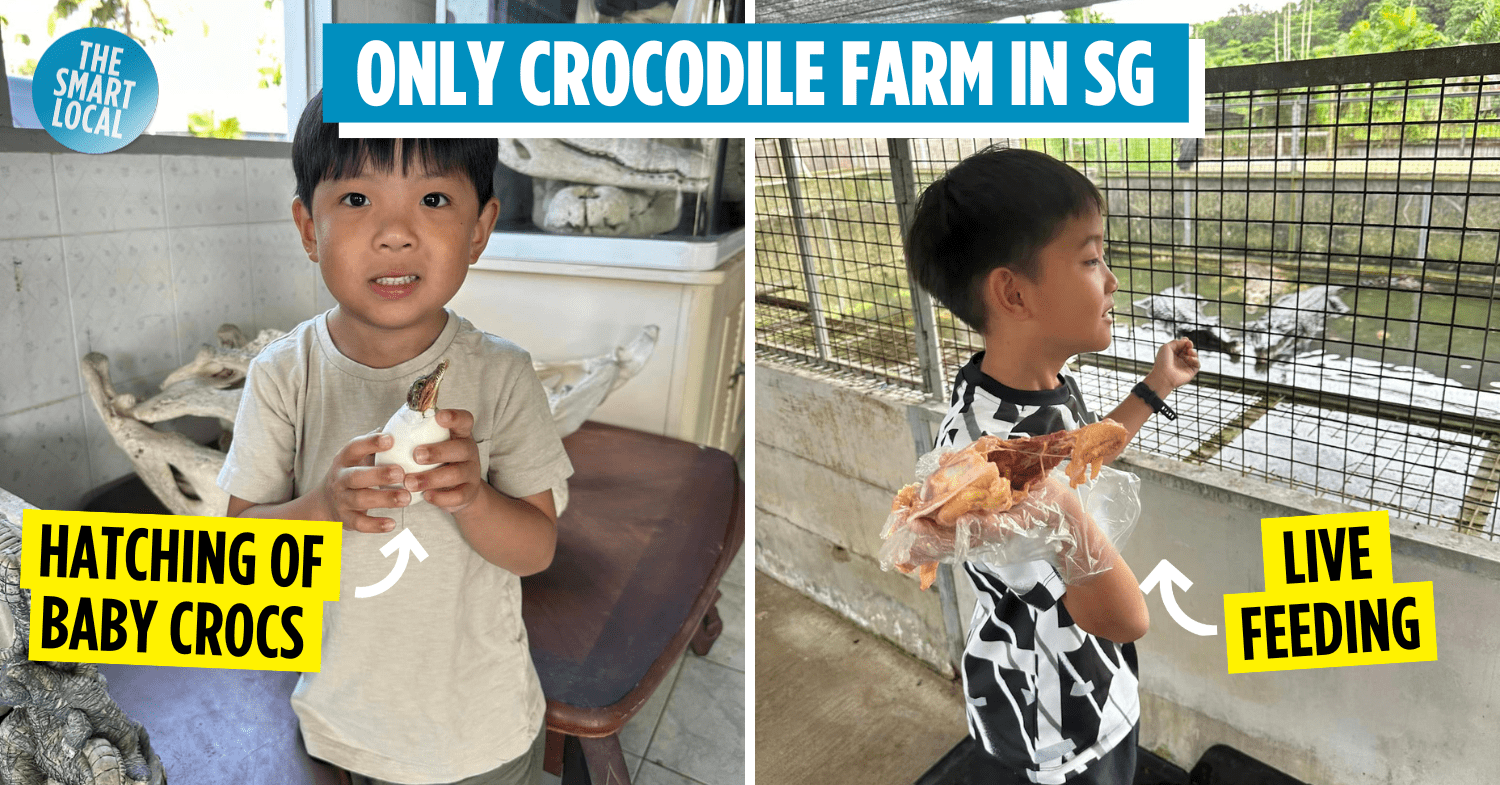 Long Kuan Hung Crocodile Farm In Singapore Has Guided Tours To Learn More About These Reptiles