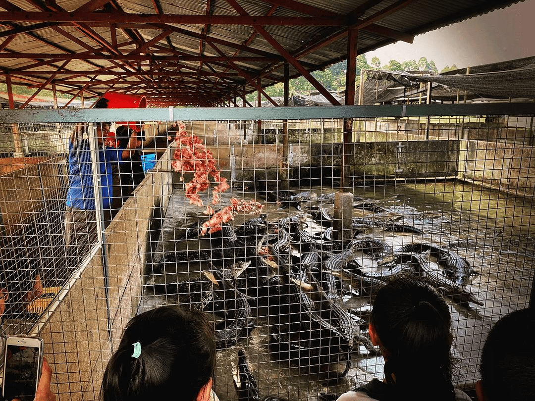 Long Kuan Hung Crocodile Farm - crocodiles mealtime as audience watches 