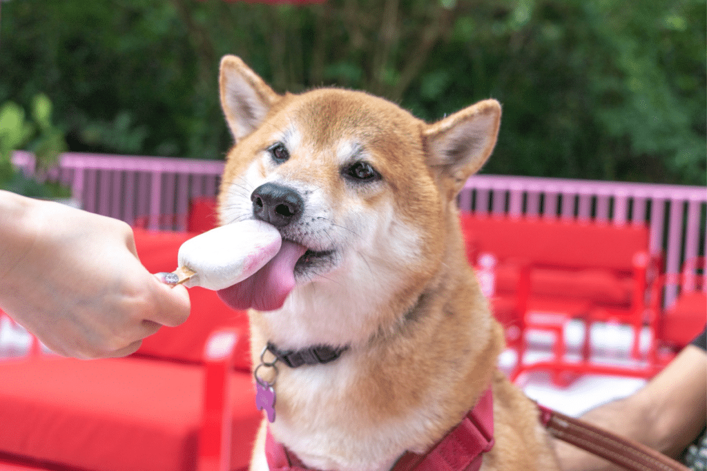 Museum of Ice Cream Singapore - dog licking ice cream