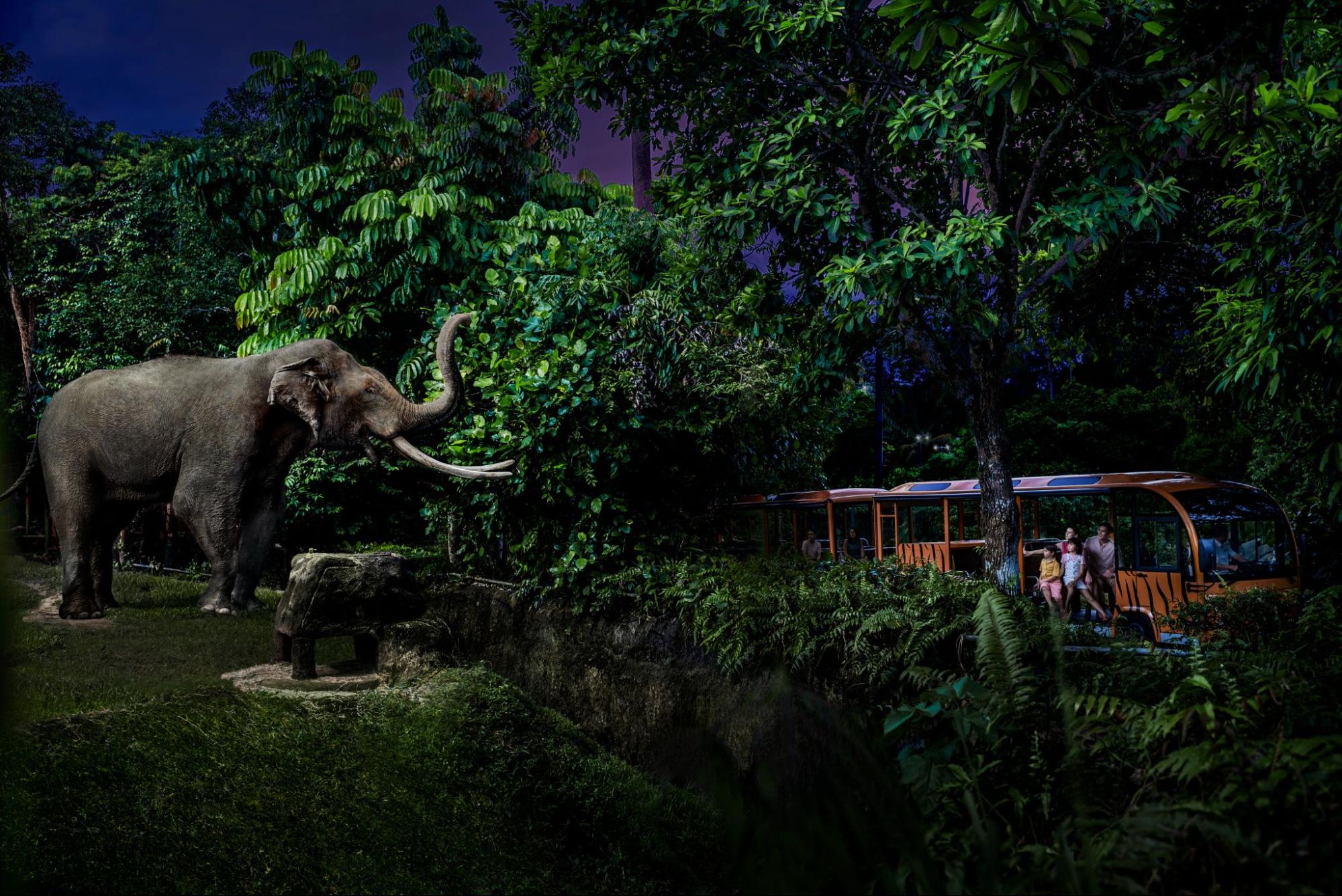 New Elephant Exhibit At Night Safari