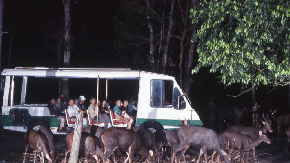Old Night Safari Trams