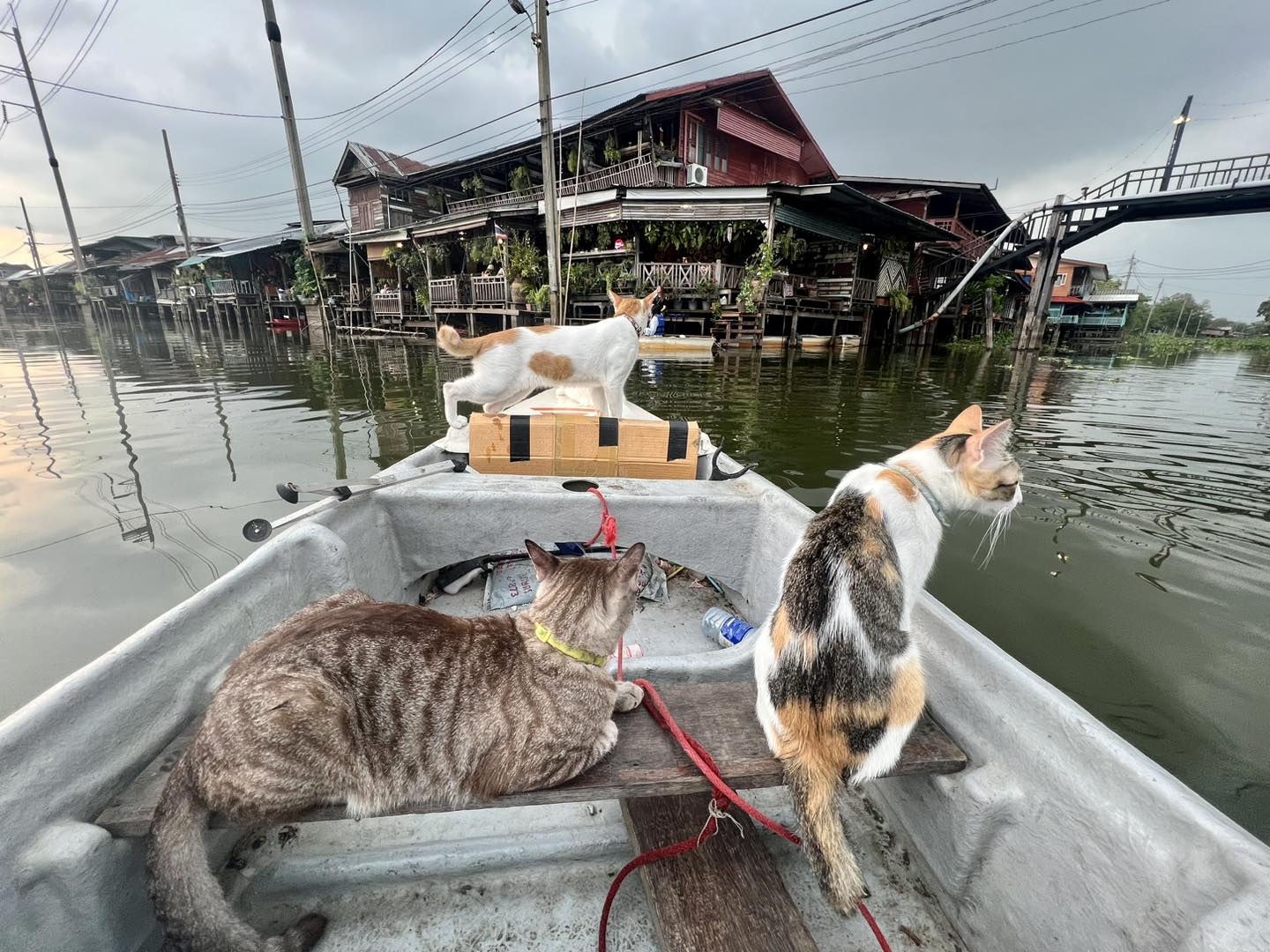 Si Yaek Huatakhe Cafe Guesthouse - cats boat ride