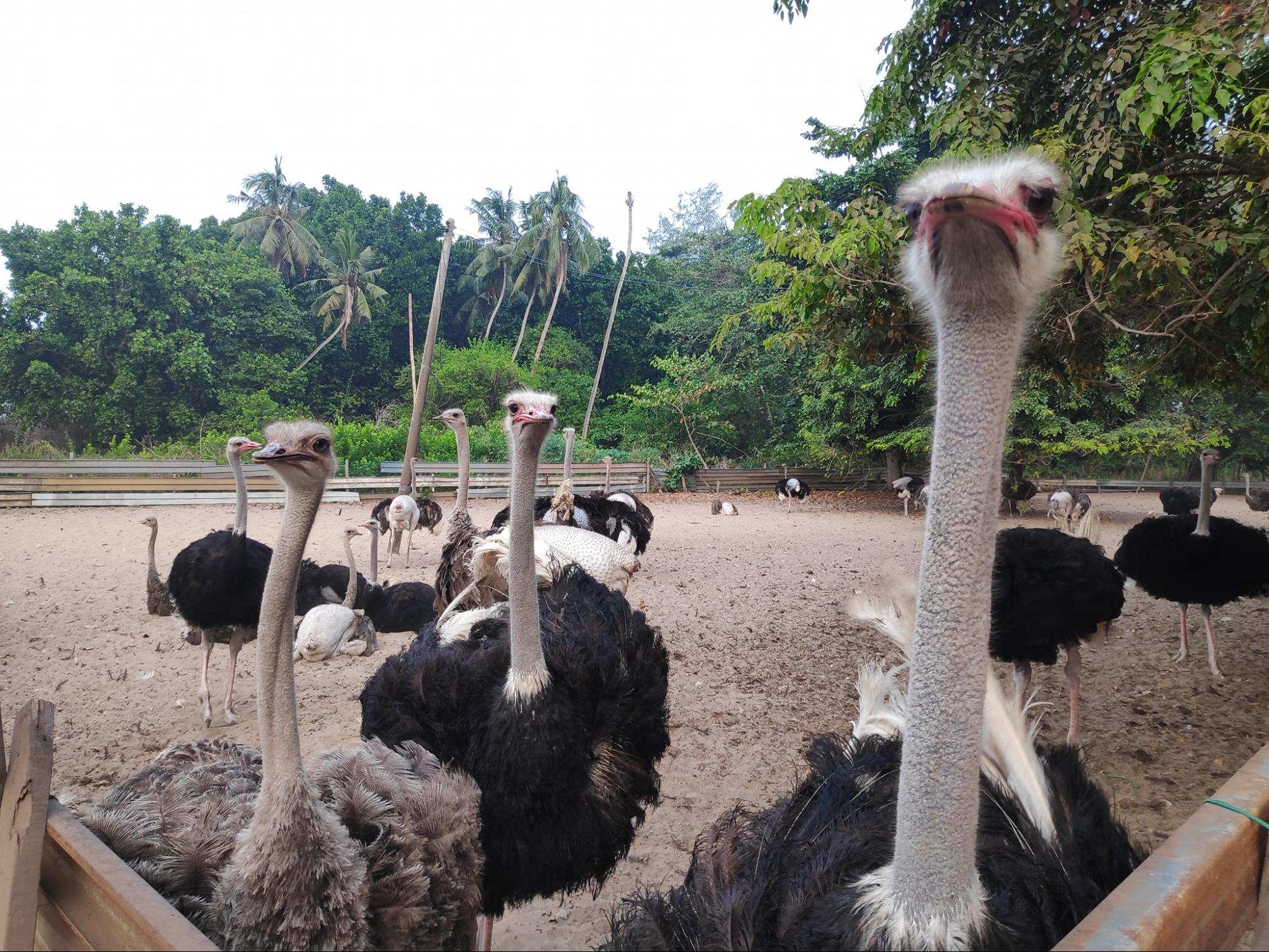 road trip destinations jb - Desaru Ostrich Farm