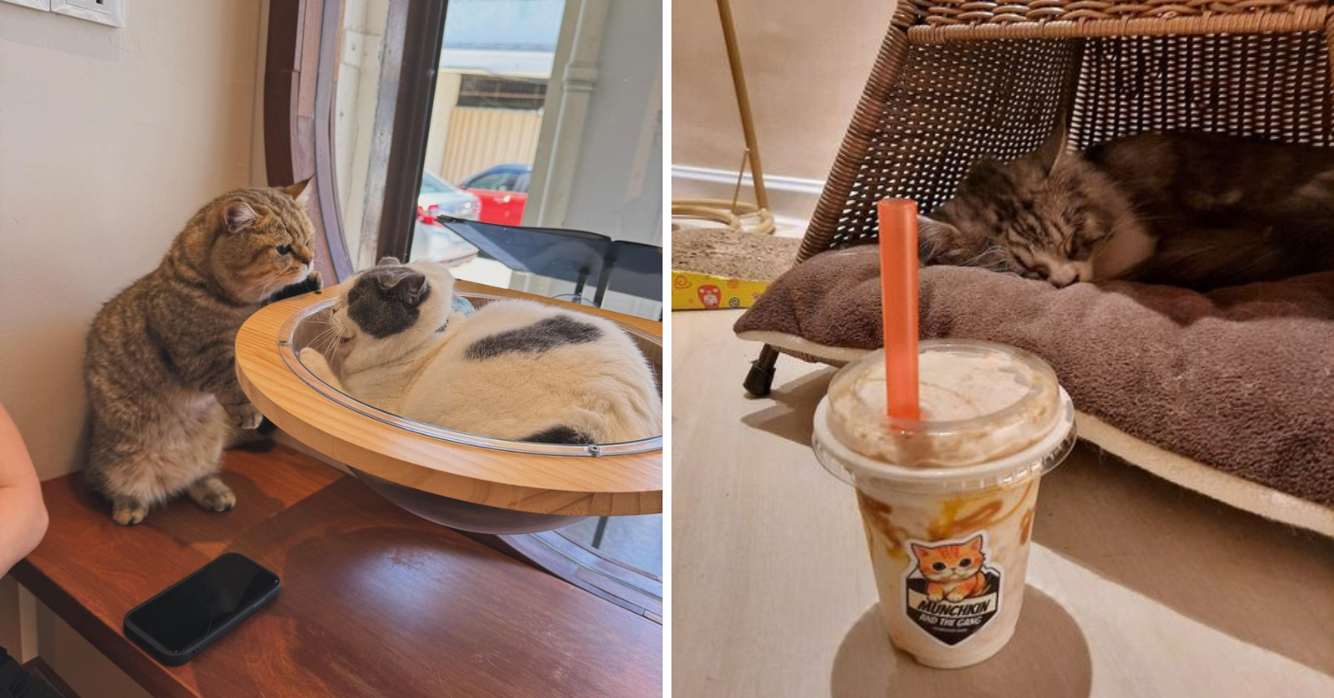 Things to do in penang - munchkin cat cafe