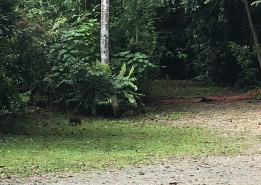 Becoming a missing person in SG to escape digital world - Wild boars in the woods 