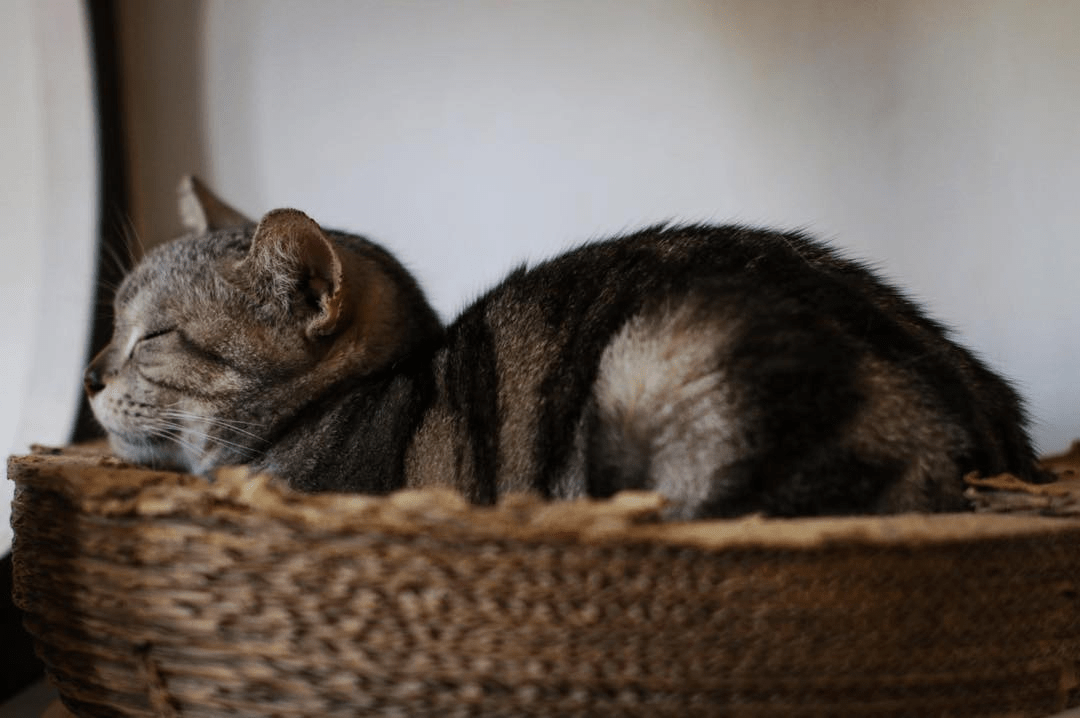 Pet cat in basket