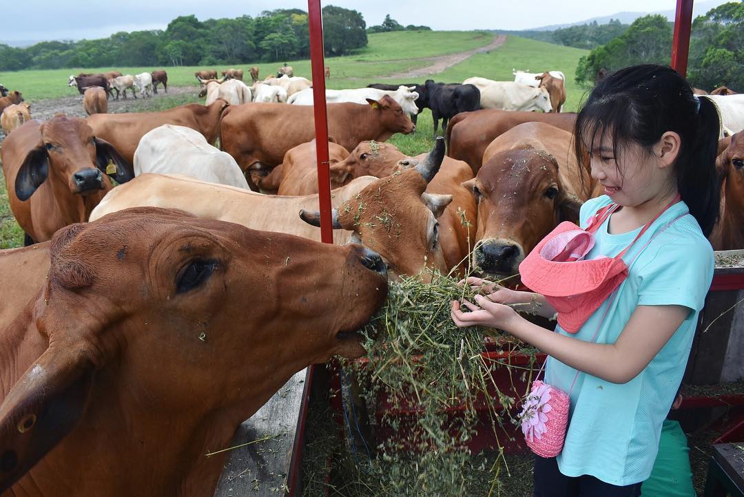 Feeding Cows At KUR-Cow Barnwell Farm
