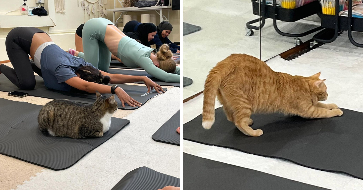 Cats taking part in yoga classes 