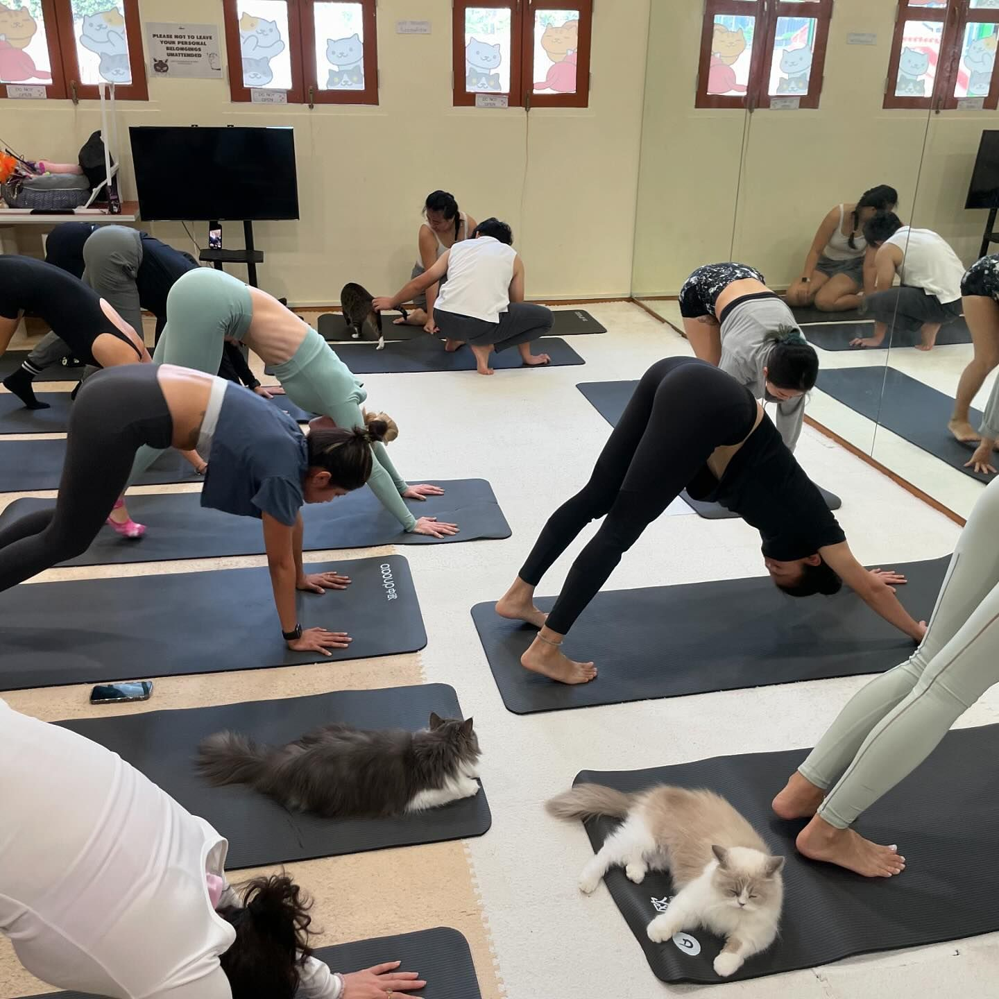 Puppy yoga & cat yoga in Singapore - Cat yoga 