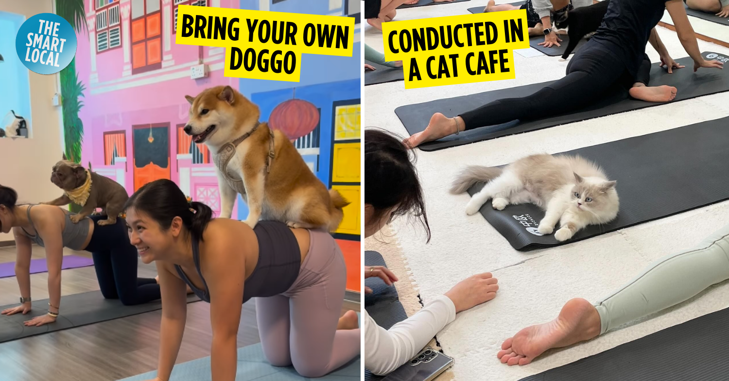 You Can Now Do Puppy Yoga & Kitty Yoga In Singapore For Next-Level Pet Therapy