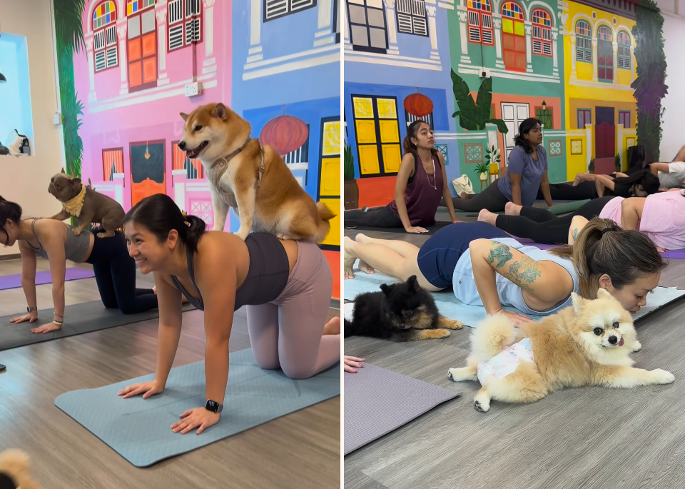 Puppy yoga & cat yoga in Singapore - Puppy Yoga SG 