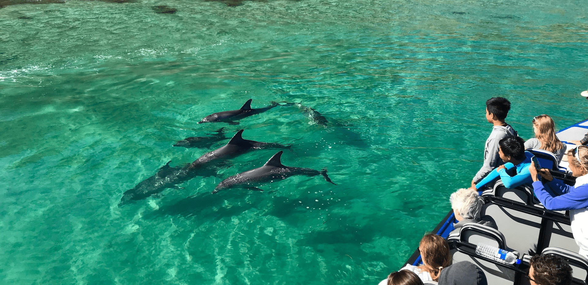 Swimming With Dolphins At Kangaroo Island