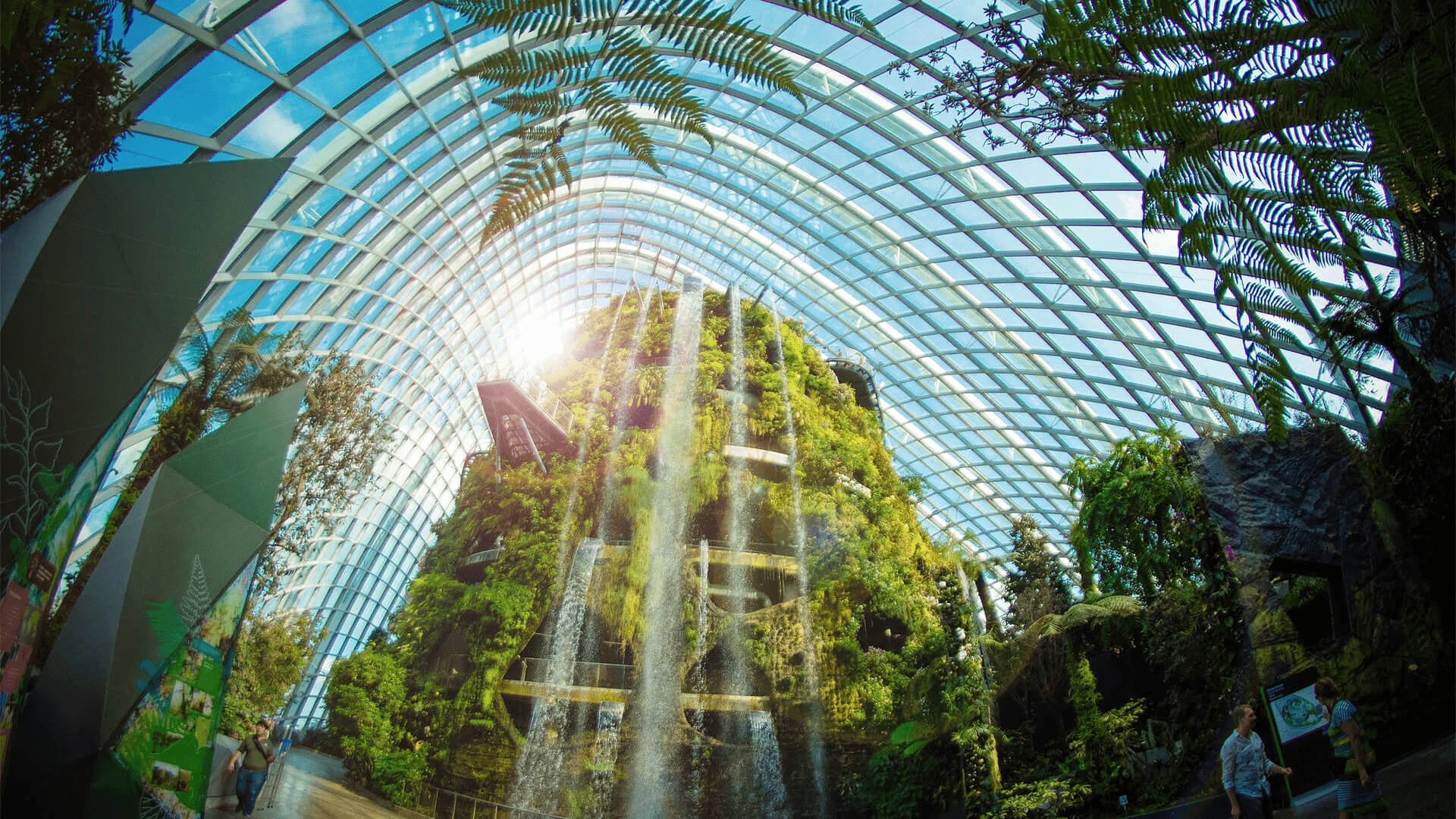 GBTB cloud forest