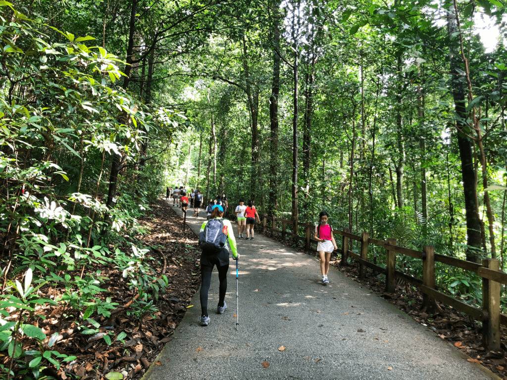 bukit timah nature reserve - paved walkway