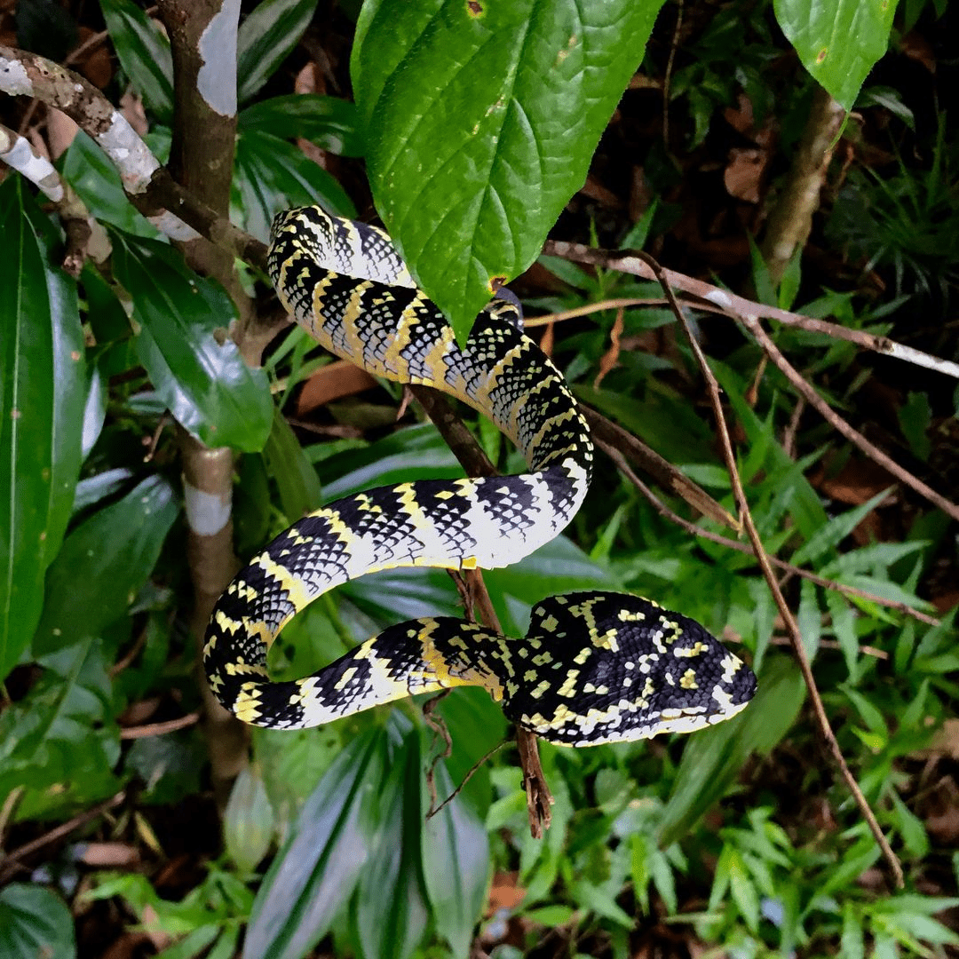 bukit timah nature reserve - snake