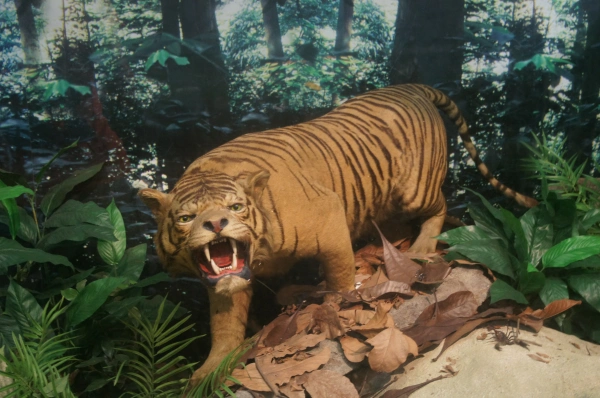 bukit timah nature reserve - taxidermy tiger