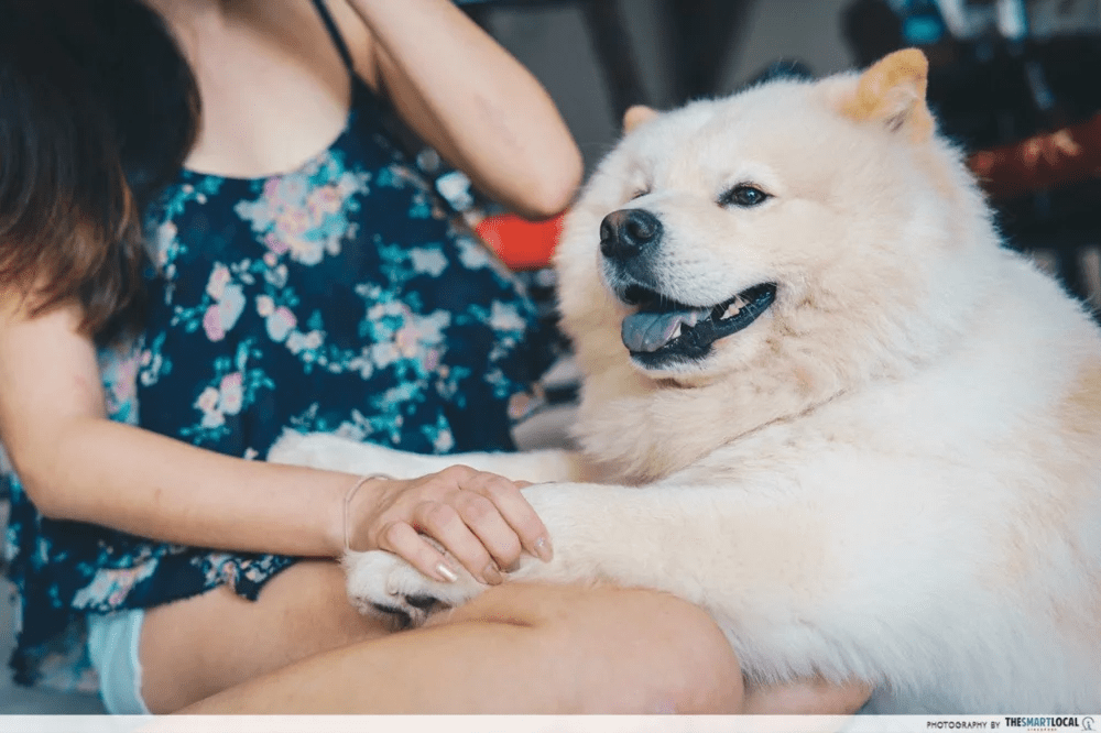 Pet dog in lap