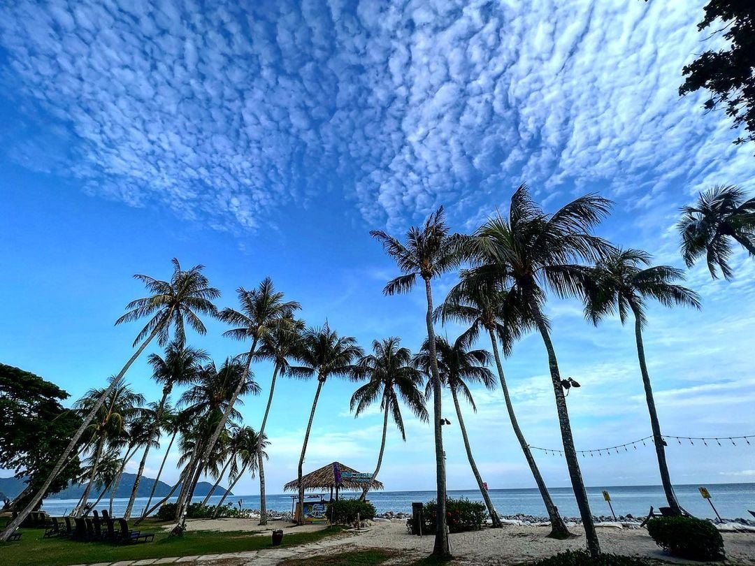 Palm trees at Batu Ferringhi beach 