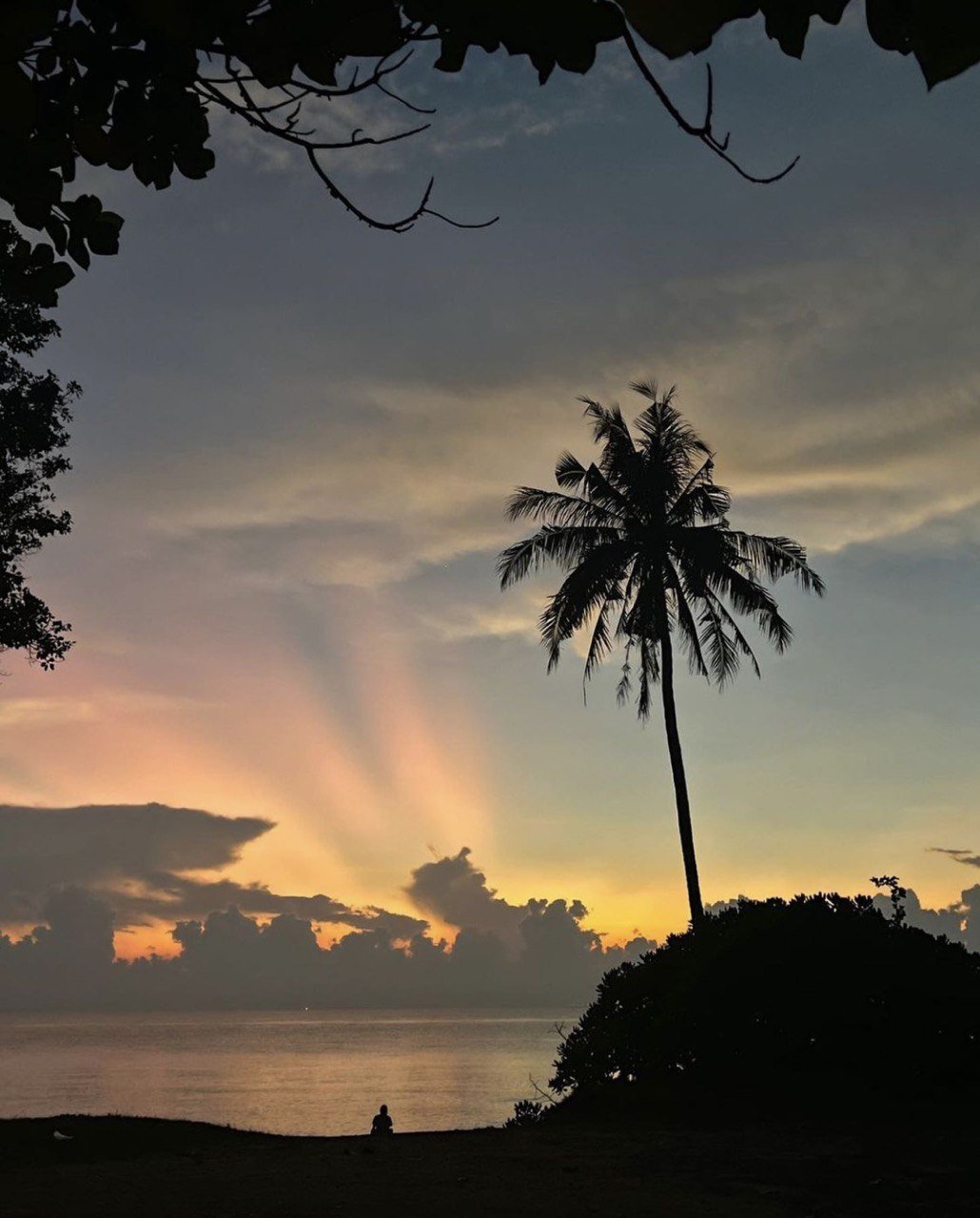 Best beaches in Malaysia - Desaru Beach tree 