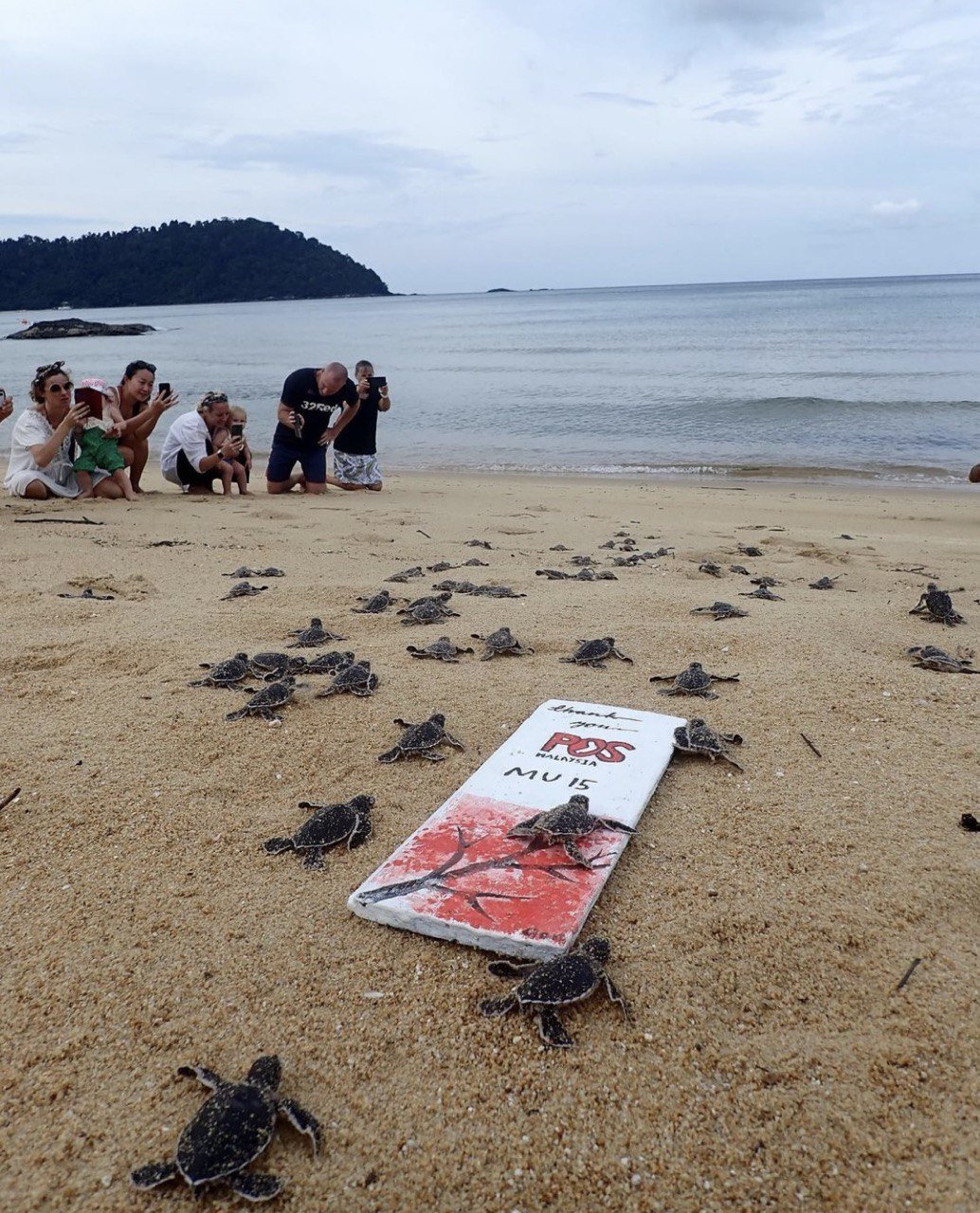 Best beaches in Malaysia - turtles crawling