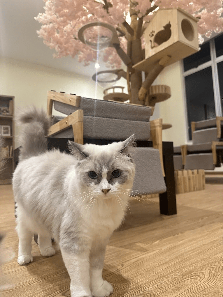 Cat Cafe In JB - Cat Times Cafe