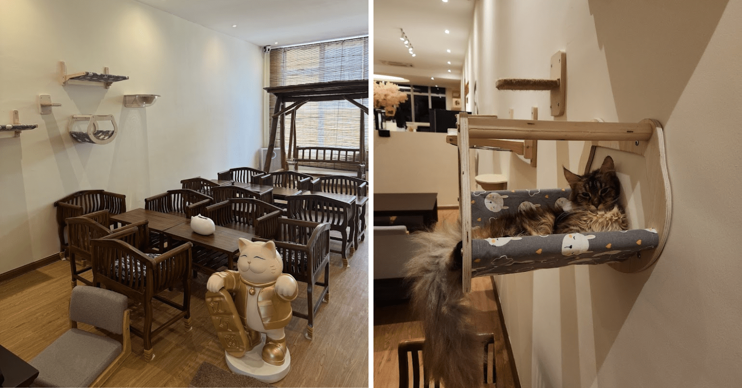 Cat Cafe In JB - Cat Times Dining Area