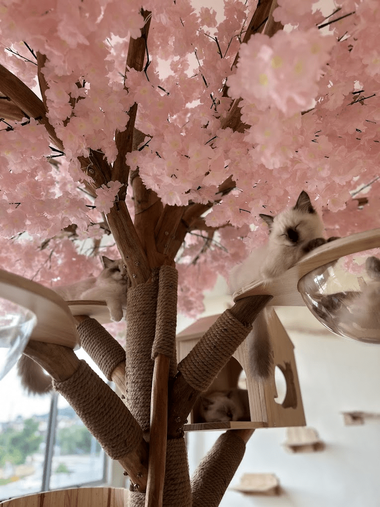 Cat Cafe In JB - Cat Times Sakura Tree