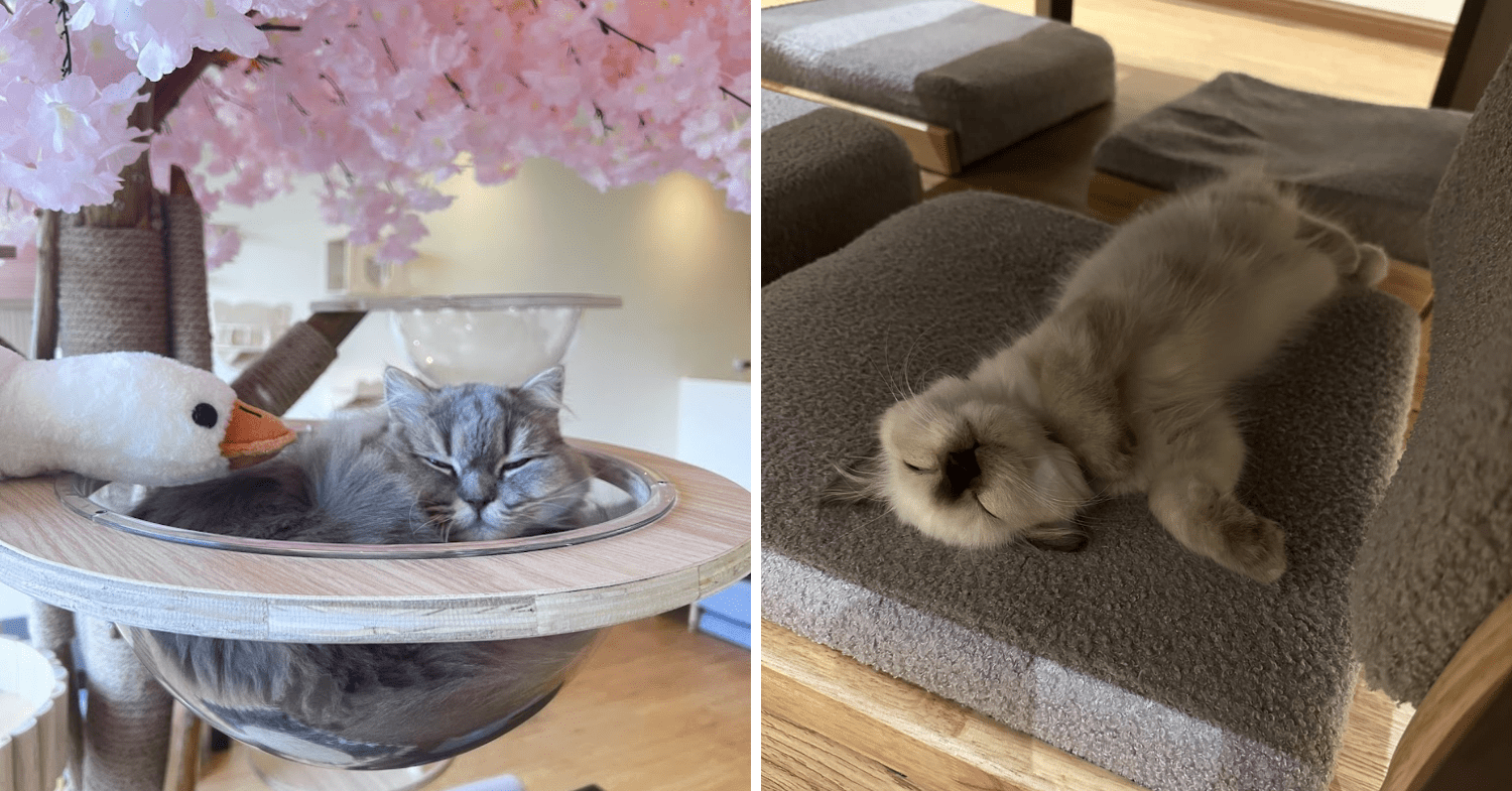 Cat Cafe In JB - Cat Times sleeping cats