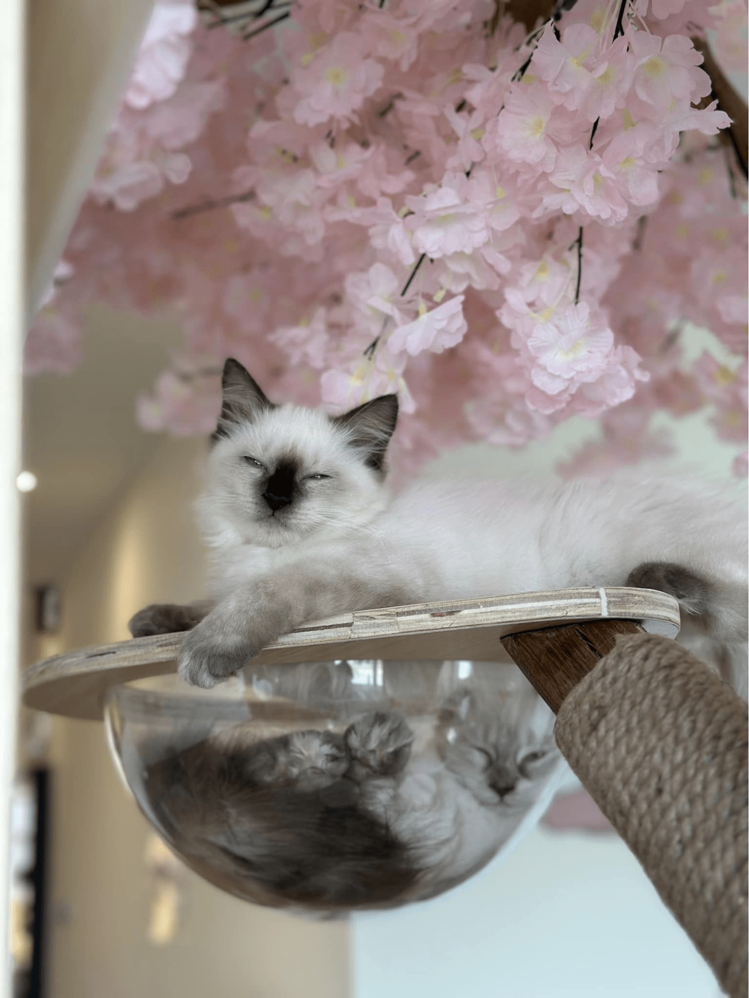 Cat Cafe In JB - Ragdoll