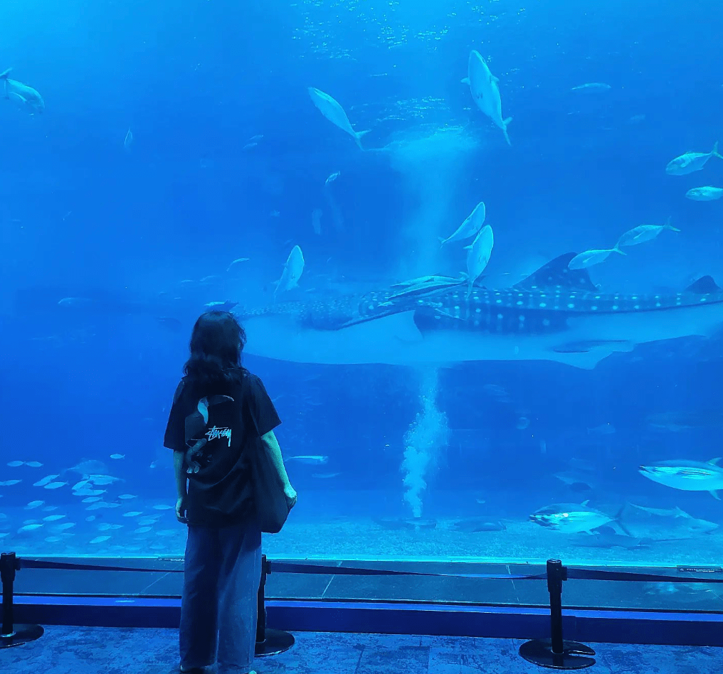 Cities In Japan - Okinawa Churaumi Aquarium