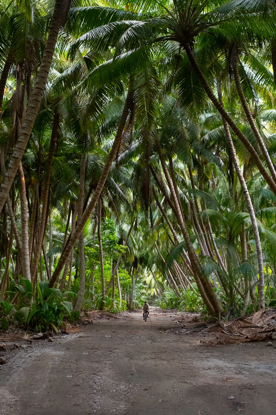 Cocos Keeling Islands - coconut plantation