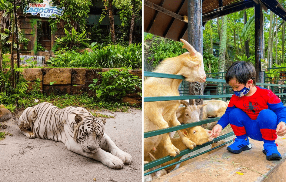 Sunway Lagoon Wildlife Park animals