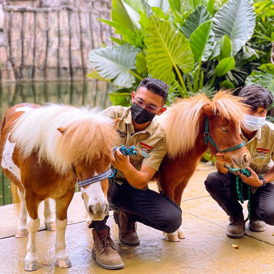 Sunway Lagoon Wildlife Park