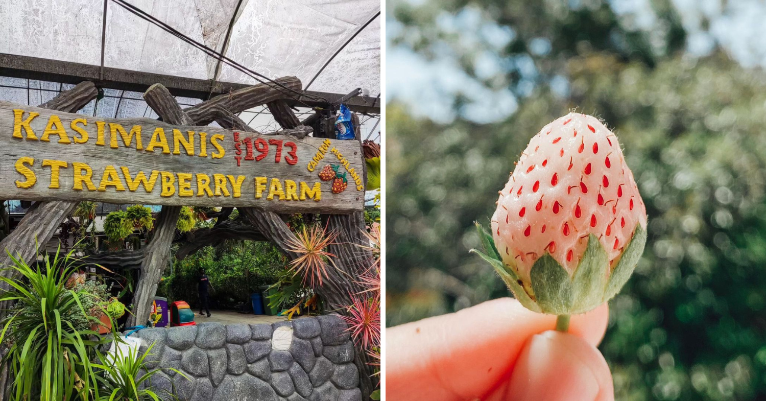 Strawberry farm