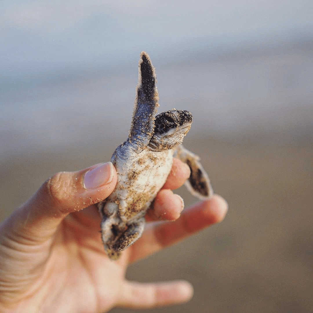 baby turtle hatchling