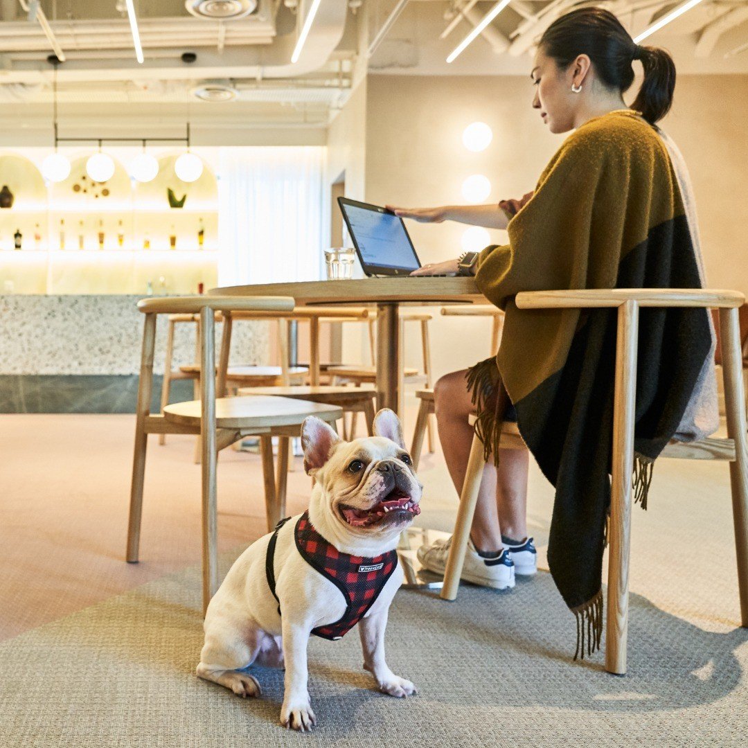 co-working spaces singapore - Gather Cowork pet friendly