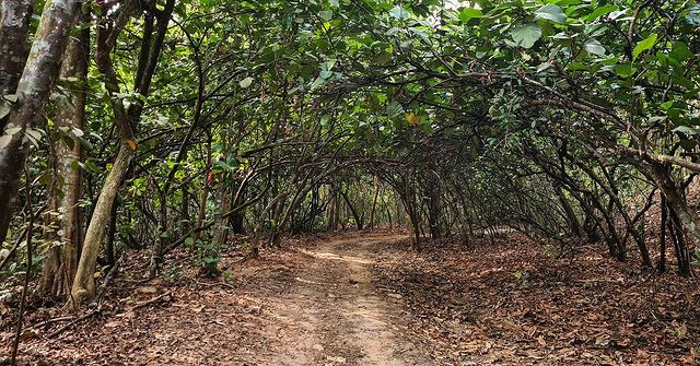 mountain bike trails singapore - Mandai Track 15