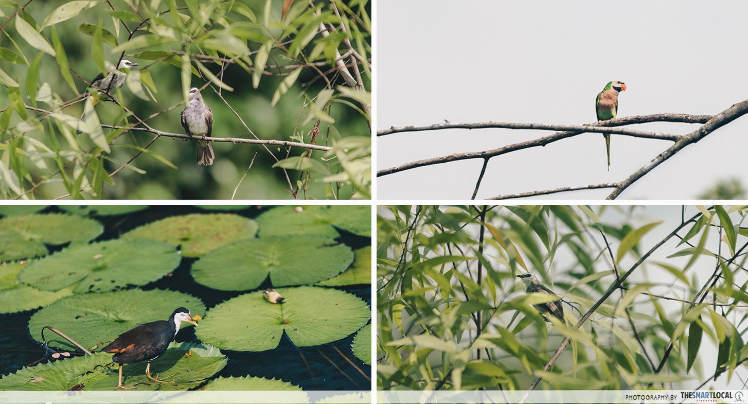 seletar aerospace park - Hampstead Wetlands Park wild birds