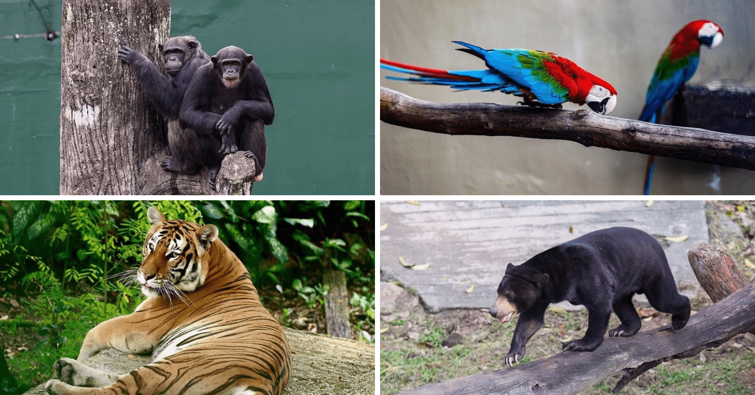 Animals in Johor Zoo