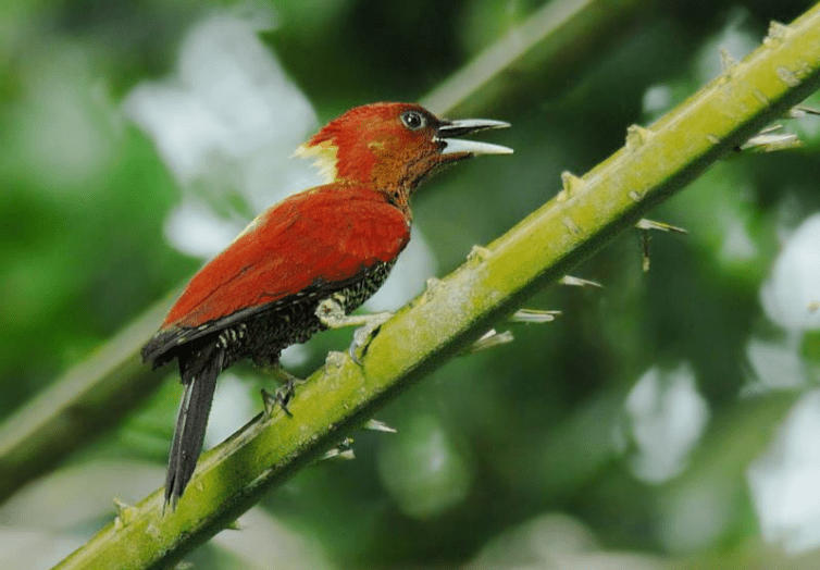 Banded woodpecker in Chestnut Nature Park