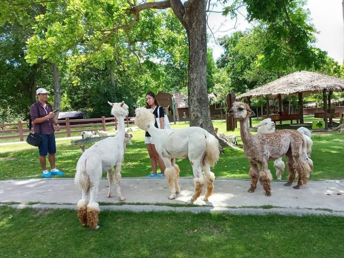 Alpaca Hill 