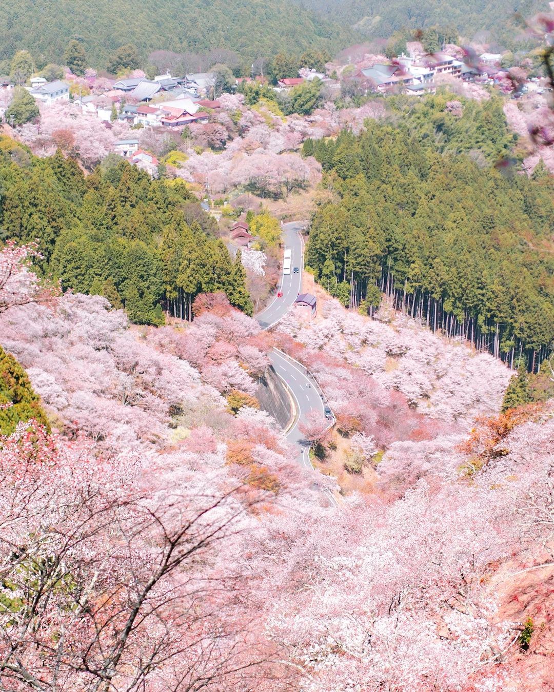 Cheap Flights To Japan - Cherry Blossoms