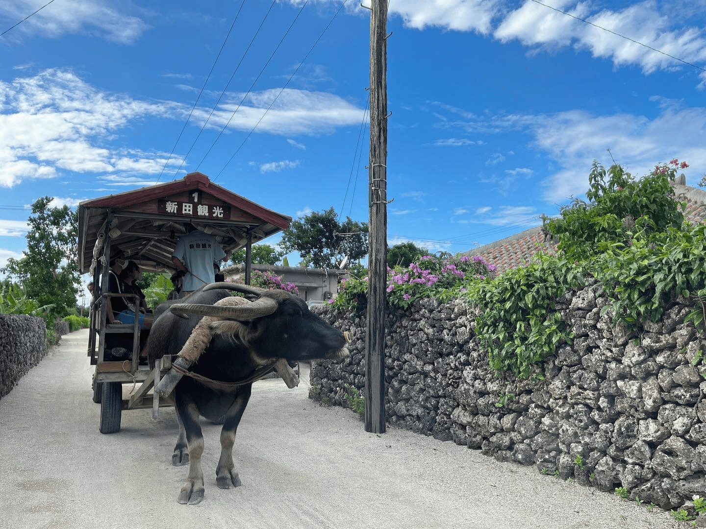 Cheap Flights To Japan - Okinawa Water Buffalo Cart Tour