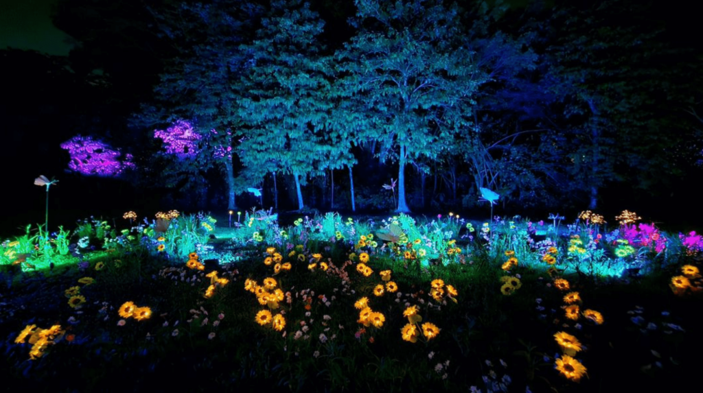 Enchanted Garden - Sunflower Field