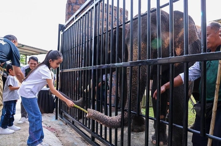 Feeding elephants