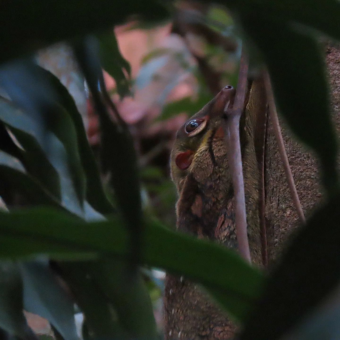 Flying Lemur in Chestnut Nature Park