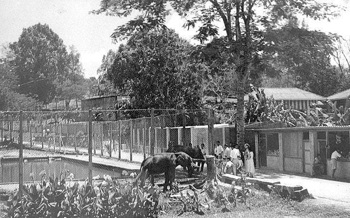 Johor Zoo in the 1960s