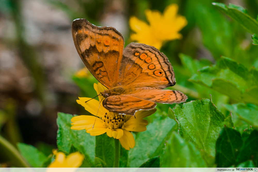 Jurong things to do - butterflies fluttering around